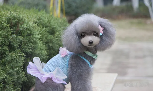 2013年春节套宠物(2023新春套宠物)