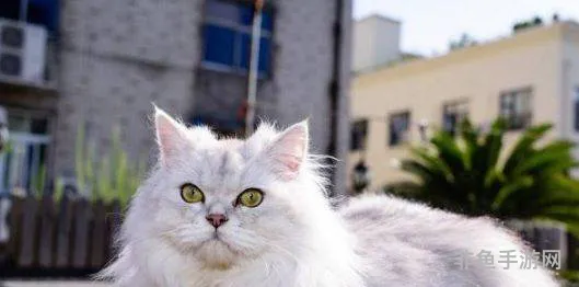 最好养的猫前十名(最适合家养的猫排名)